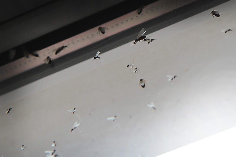 Elimination des fourmis - invasion sur fenêtre