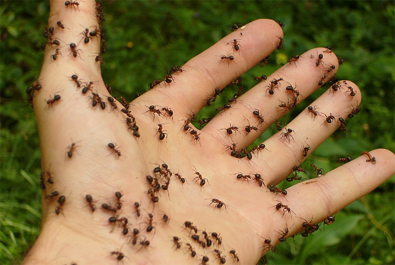 Elimination des fourmis - invasion 